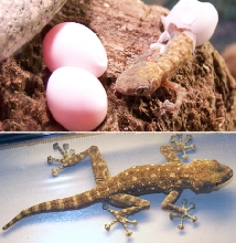 Gecko_Fanfoot