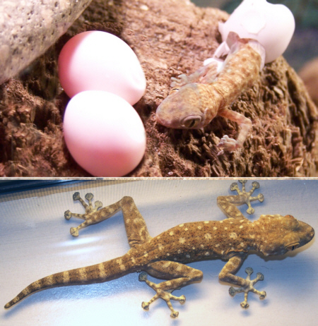 Gecko_Fanfoot