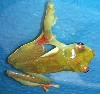 Treefrog_Java_Flying