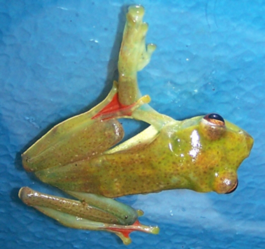 Treefrog_Java_Flying