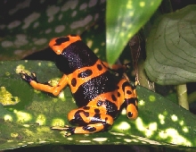 Dart_Bumblebee D_leucomelas