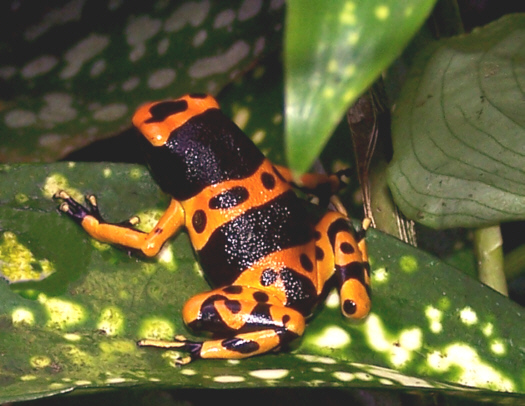 Dart_Bumblebee D_leucomelas