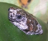 Treefrog_Marbled