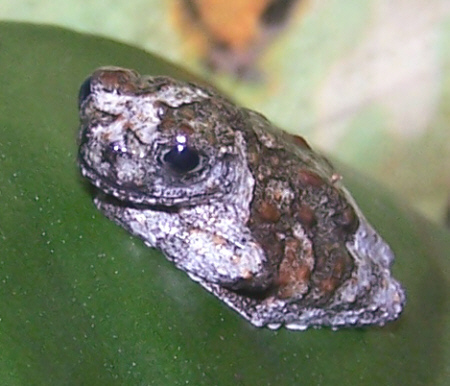 Treefrog_Marbled