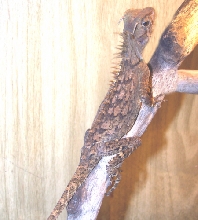 Lizard_Mountain_Horned_Dragon