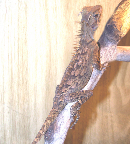 Lizard_Mountain_Horned_Dragon