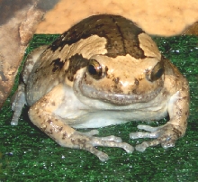 Frog_Chubby
