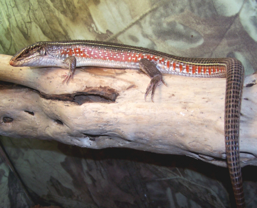 Lizard_Plated