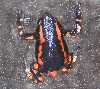 Frog_Red&black_Rubber