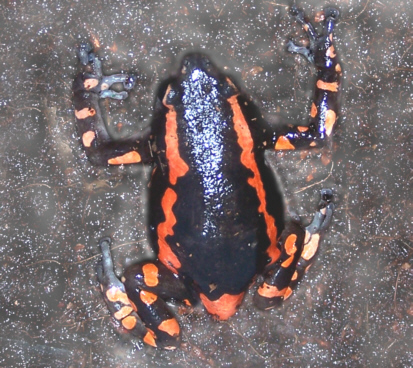 Frog_Red&black_Rubber