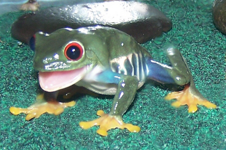 Treefrog_Redeye
