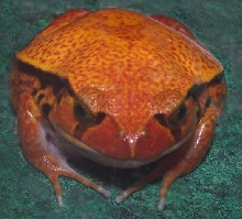 Frog_Tomato