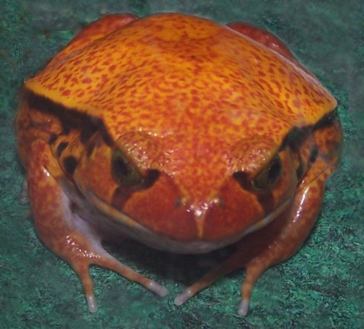 Frog_Tomato