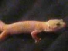 Albino Male? i think wut u think
