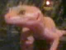 Albino Male? i think wut u think