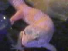 MALE ALBINO