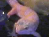 MALE ALBINO