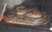 Retic