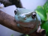 Litoria caerulea Blue