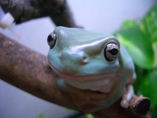 Litoria caerulea Blue
