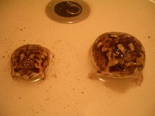 Breviceps adspersus