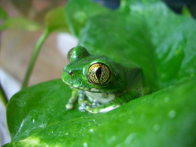 Leptopelis vermiculatus