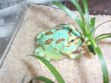 Ceratophrys cranwelli