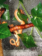 C.H.