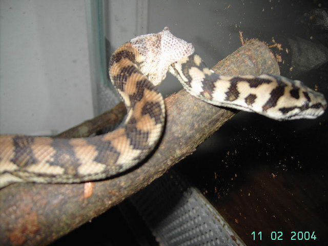 Morelia Spilota Variegata