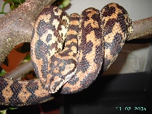 Morelia Spilota Variegata