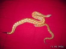 Blood Python