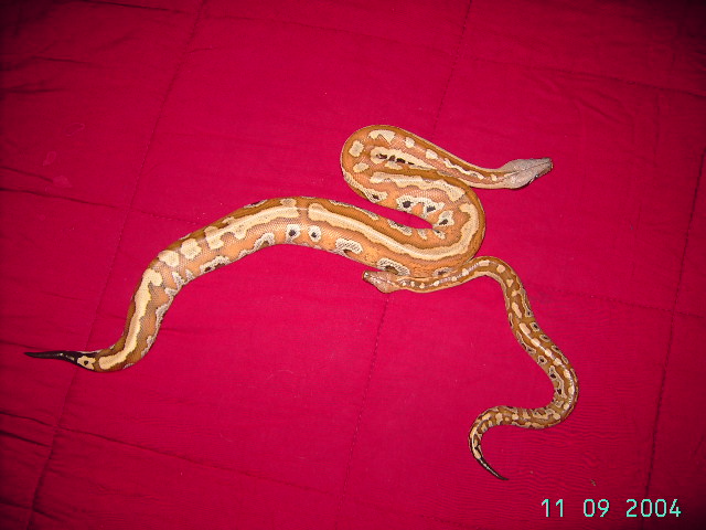 Blood Python