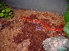 Brazilian Rainbowboas