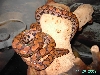 Brazilian Rainbowboa