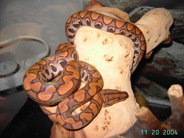Brazilian Rainbowboa