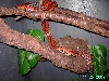 Brazilian Rainbowboa