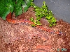 Brazilian Rainbowboa