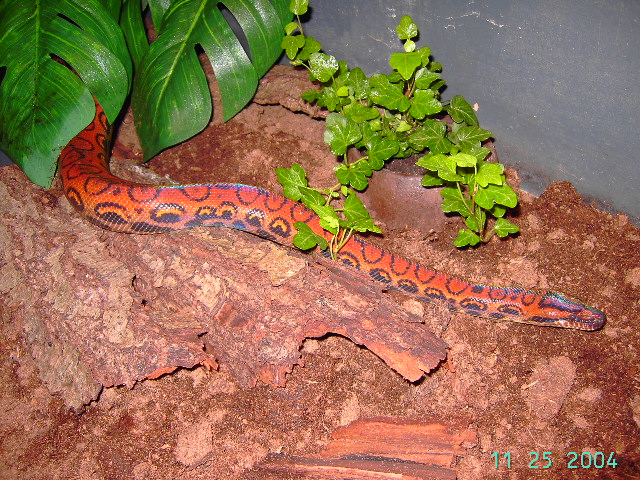 Brazilian Rainbowboa