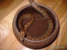 CRB