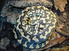 Morelia Spilota Variegata