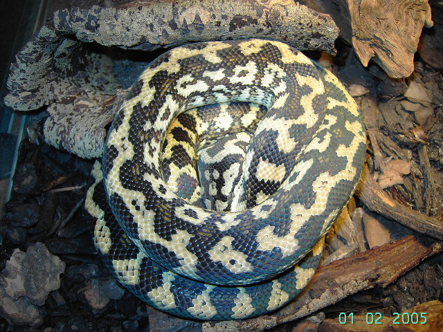 Morelia Spilota Variegata