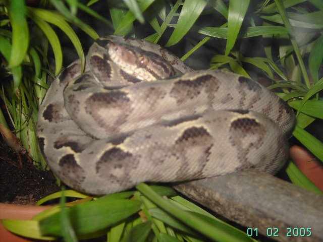 Tree Boa