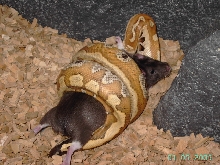 Blood Python