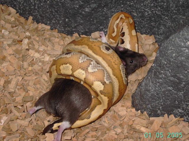 Blood Python