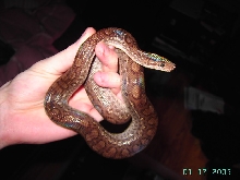 CRB