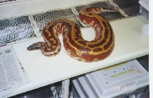 adult male blood