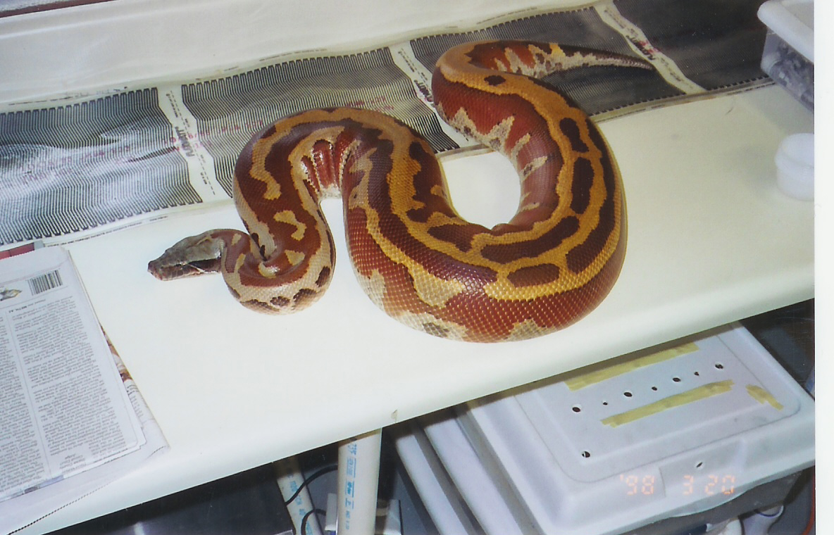 adult male blood
