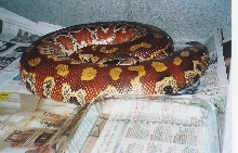 My WC adult female
