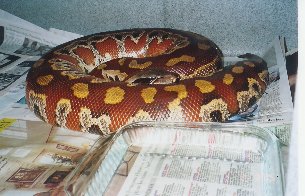 My WC adult female