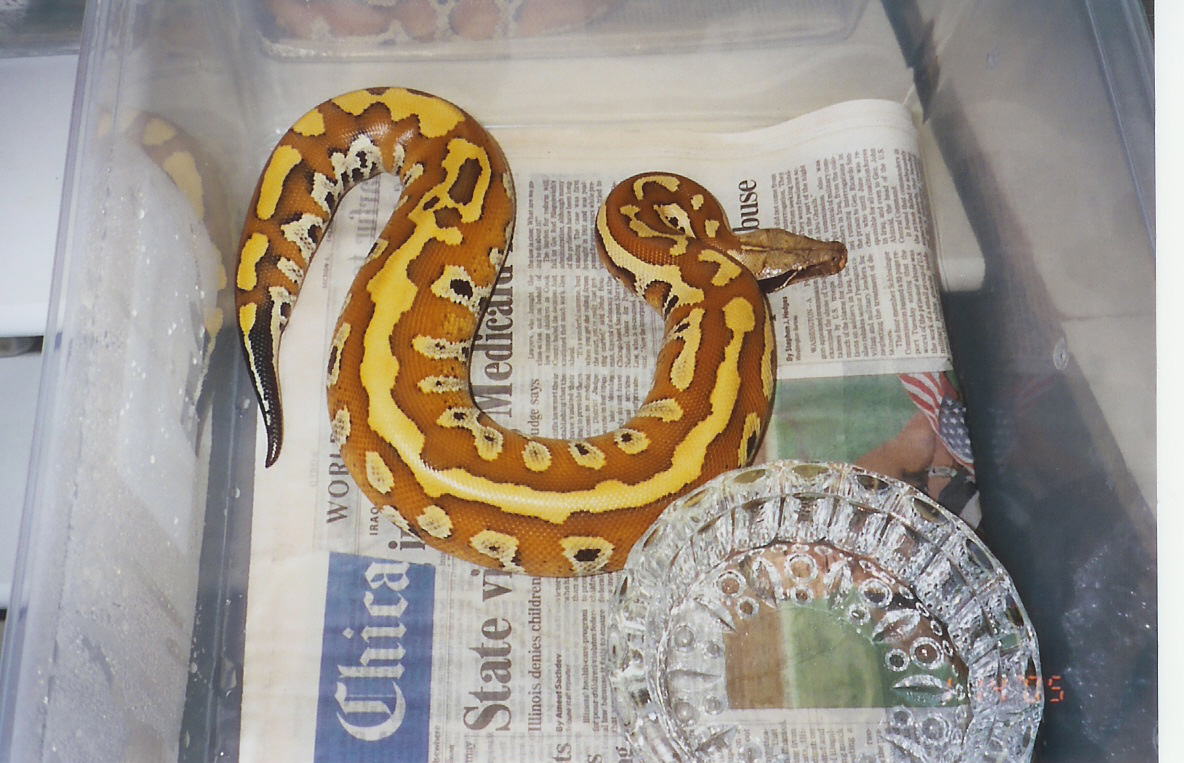 another nice female